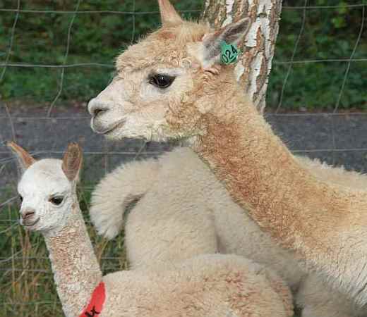 24 alpaka mit cria -2009.jpg